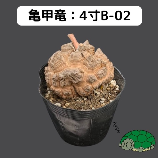 2024۵ε 4 ֡4B-02 ߡʥꥢˤû