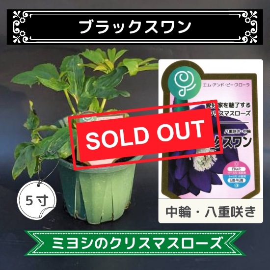 クリスマスローズ ブラック 丸弁　707番 楽天市場】【ブラックスワン】 八重咲きクリスマスローズ 3号