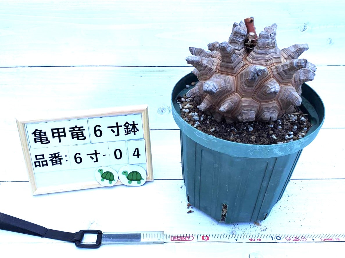 アフリカ 亀甲竜 Dioscorea elephantipes 長谷川園芸