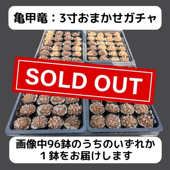 OZWRT はせがわナーセリー　亀甲龍　ゴールド はせがわナーセリー×OZWRT 亀甲竜 フィギュア - メルカリ