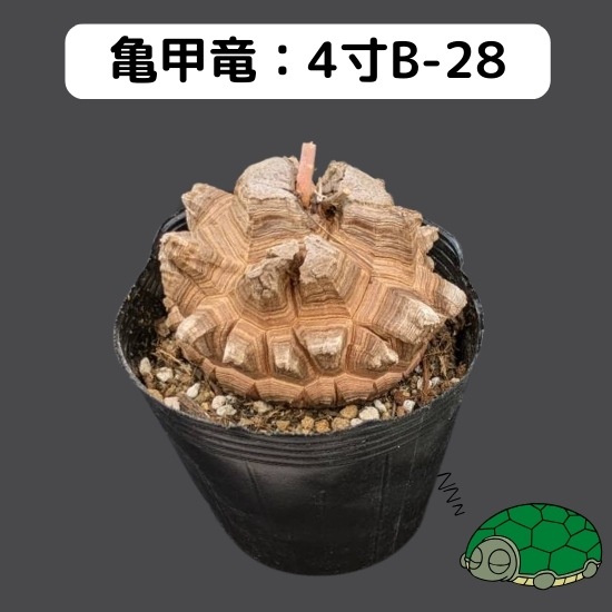 2024۵ε 4 ֡4B-28 ߡʥꥢˤû