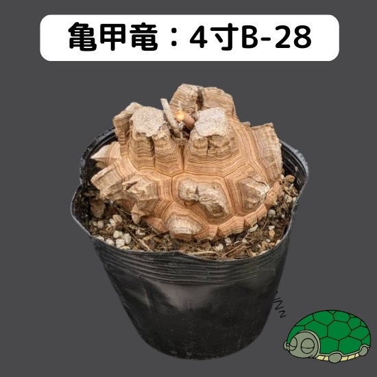 2024۵ε 4 ֡4B-28 ߡʥꥢˤû