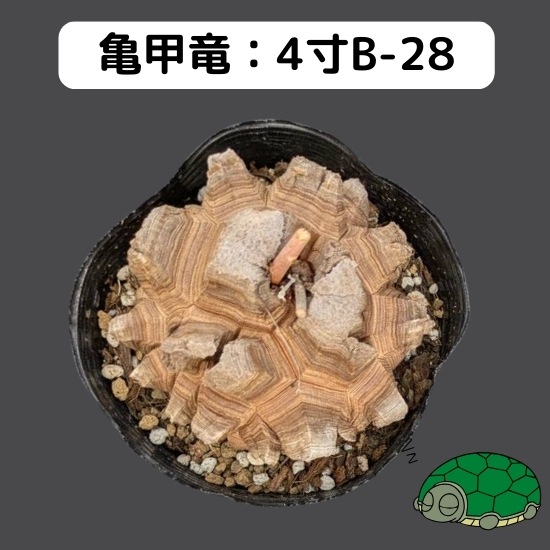 2024۵ε 4 ֡4B-28 ߡʥꥢˤû