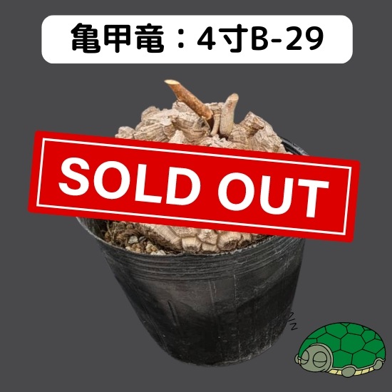 2024現品抽選販売】亀甲竜 4寸 品番:4寸B-29 ※送料込み(エリア 2024現品抽選販売】亀甲竜 4寸 品番:4寸B-29 ※送料込み(エリア