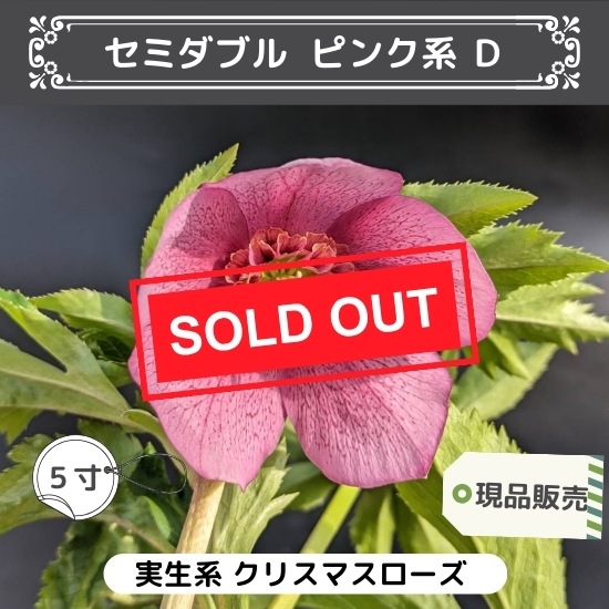 現品販売】クリスマスローズ 5寸 セミダブル咲き ピンク系D ※送料込み  