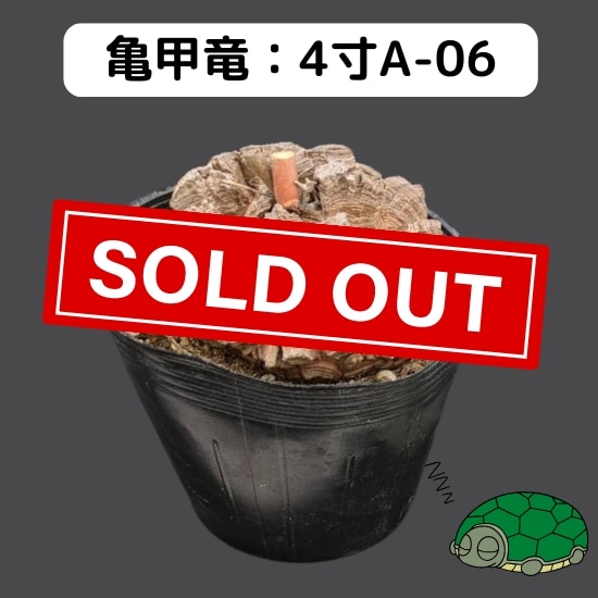 極上 長谷川亀甲竜 長谷川ナーセリー 亀甲竜 4寸サイズ 特 2024現品抽選販売】亀甲竜 4寸 品番:4寸A-06 ※送料込み(エリア