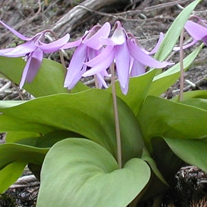 ��ŷ�����ڡۥ������ꡡ1kg�Х�ͤ�