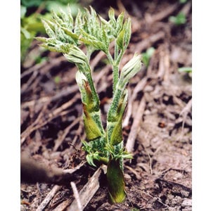 ��ŷ�����ڡۻ����ɡ�1kg�Х�ͤ�