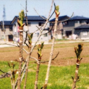 ��ŷ�����ڡۥ���Υᡡ1kg�Х�ͤ�