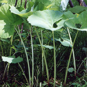 ��ŷ�����ڡ���֥���1kg�Х�ͤ�