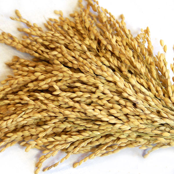 ����ۿ��㻺 �����ҥ��� 50��«