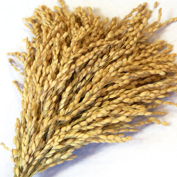 ����ۿ��㻺 �����ҥ��� 50��«