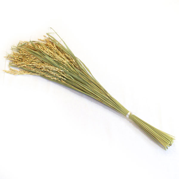 �ڰ���ۿ��㻺 �����ҥ��� 50��«