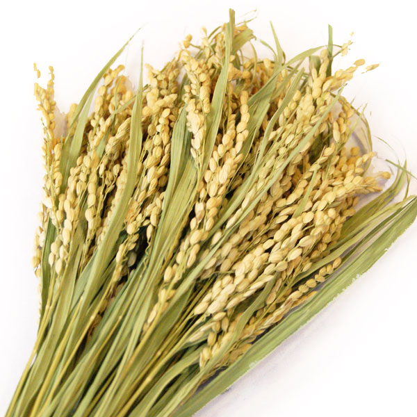 �ڰ���ۿ��㻺 �����ҥ��� 50��«