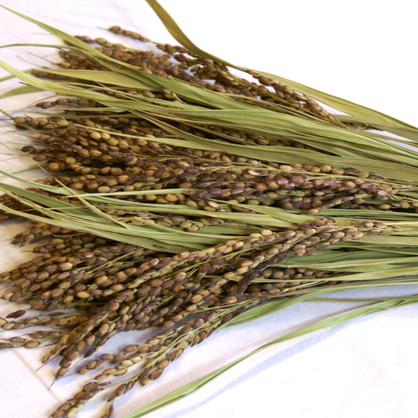 �ڰ���۸����� ���� 50��«