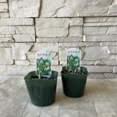 スノードロップ　3寸ポット