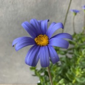 ブルーデージー　4寸鉢|鉢花・花苗