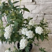 【見切品　開花花無し】こでまり　3.5寸ポット