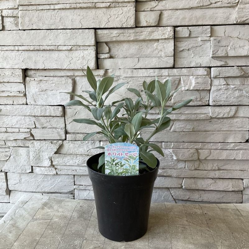 【ハーブ】ホワイトセージ　5寸鉢