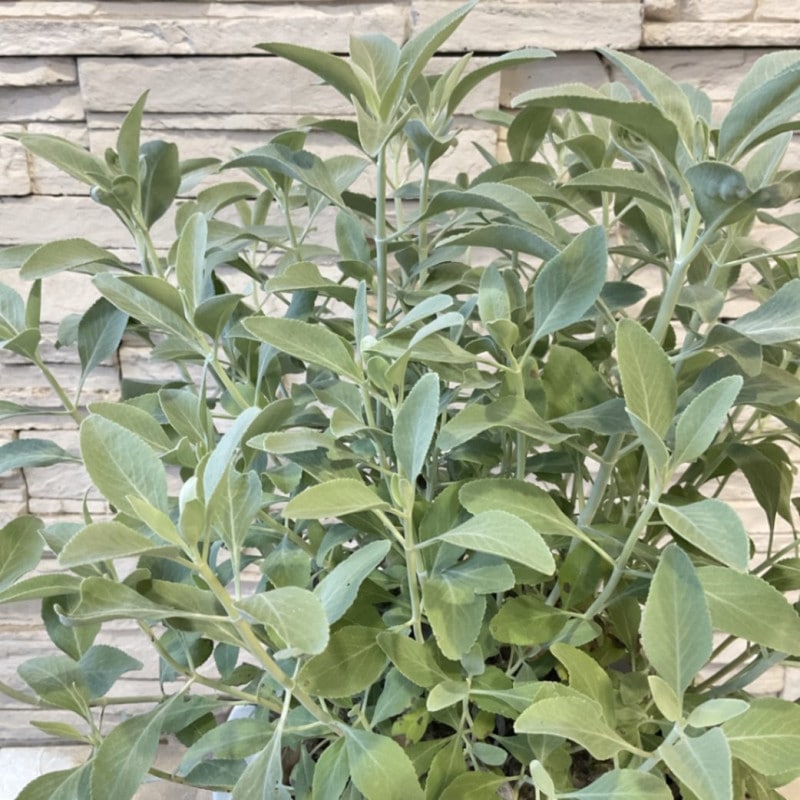 【ハーブ】ホワイトセージ　８寸鉢