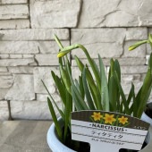 【球根植物】水仙　ティタティタ 4号鉢
