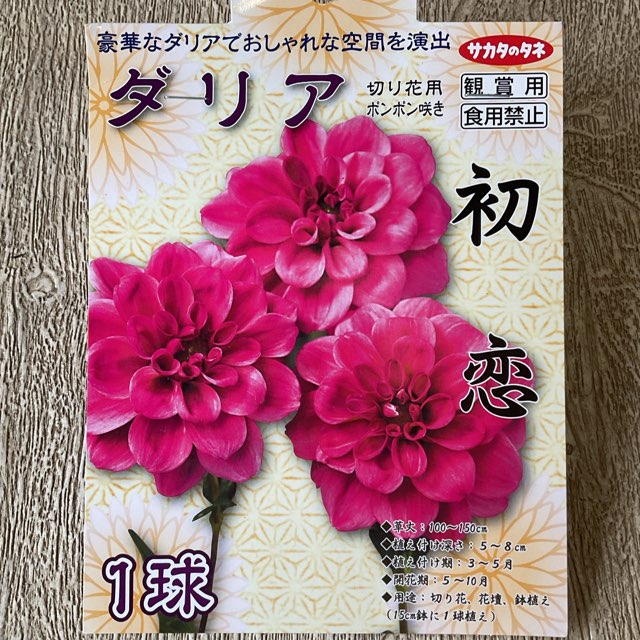 【球根】ダリア　初恋　1球入　サカタのタネ
