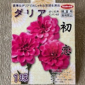 【球根】ダリア　初恋　1球入　サカタのタネ|球根