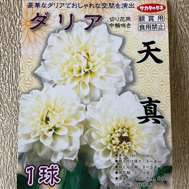 【球根】ダリア　天真　1球入　サカタのタネ