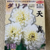 【球根】ダリア　天真　1球入　サカタのタネ|球根