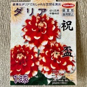 【球根】ダリア　祝盃　1球入　サカタのタネ|球根