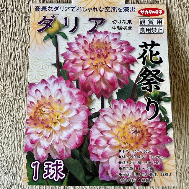 【球根】ダリア　花祭り　1球入　サカタのタネ