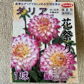 【球根】ダリア　花祭り　1球入　サカタのタネ|球根