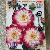 【球根】ダリア　日傘　1球入　サカタのタネ|球根