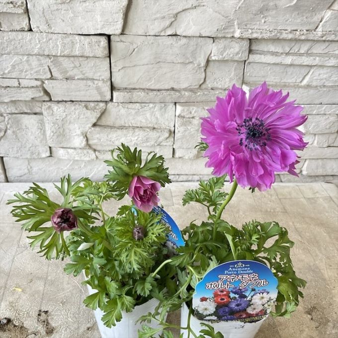 アネモネ　ポルトダブル　3寸ポット