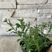 花かんざし