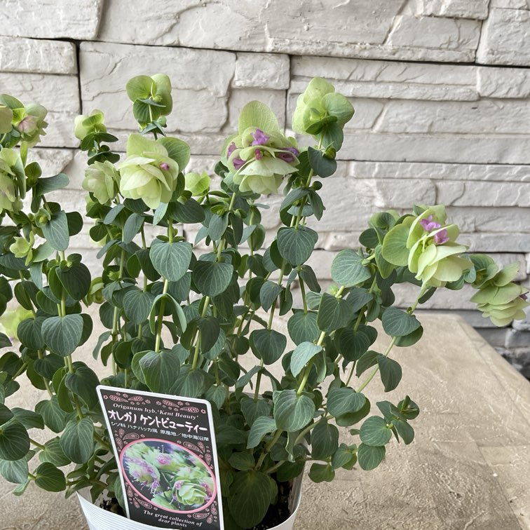 オレガノ ケントビューティー 10.5cmポット | 鉢花・花苗 | 橋本種苗園