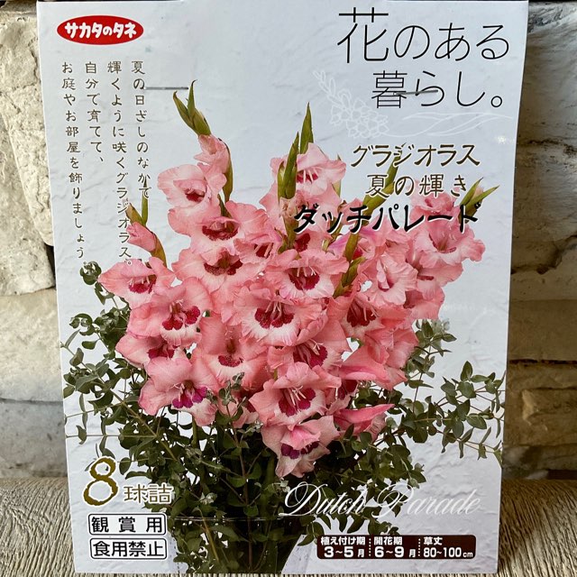 【球根】グラジオラス　ダッチパレード　サカタのタネ