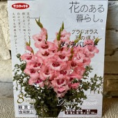 【球根】グラジオラス　ダッチパレード　サカタのタネ|球根