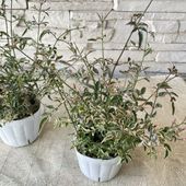 斑入りジャスミン　ミルキーウェイ