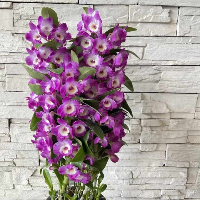 【見切品】【送料無料】デンドロビウム　スイートストーリー　６寸鉢