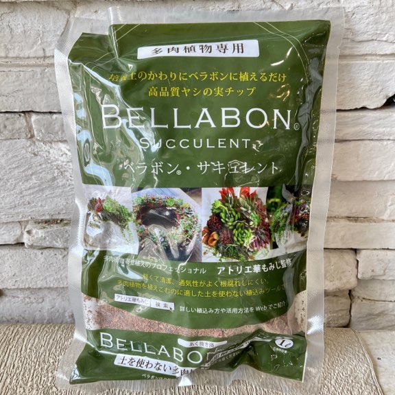 ベラボン　サキュレント