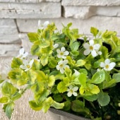 斑入り　バコパ　3寸ポット|鉢花・花苗