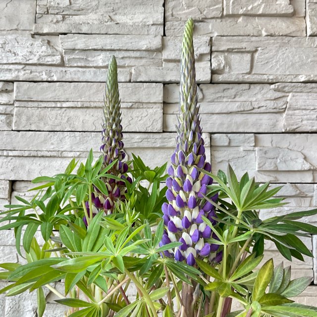 ①②ブンゲンストウヒポプシー　7号④アカシアパール　3苗セット 楽天市場】ピセア プンゲンストウヒ ホプシーの通販