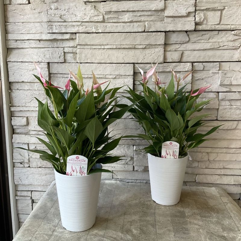 アンスリウム　リリー 4.5寸鉢