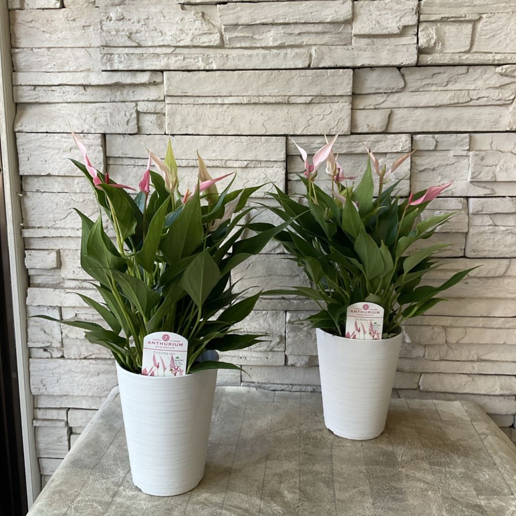 アンスリウム リリー 4.5寸鉢 | 観葉植物 | 橋本種苗園オンラインストア