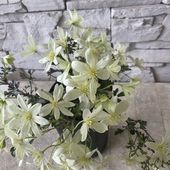 【見切品　開花花無し】クレマチス　ペトリエイ　3寸ポット