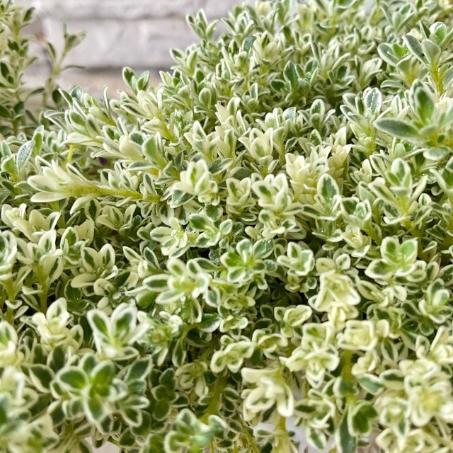 クリーピングタイム　ホイップクリーム