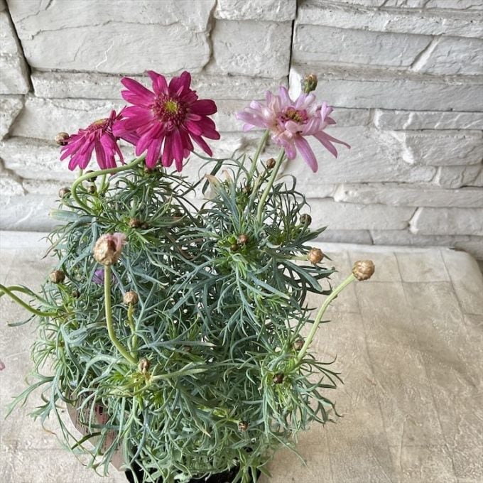 マーガレット　プリンセスティアラ　3寸ポット