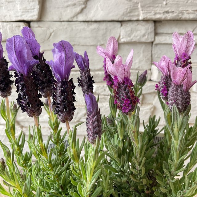 ストエカスラベンダー 選べる♪2色 | ハーブ | 橋本種苗園オンラインストア