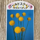 ゴールドスティック|鉢花・花苗